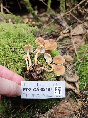  ( - FDS-CA-02197)  @11 [ ] by (2024) Mandy Hackney Fungal Diversity Survey