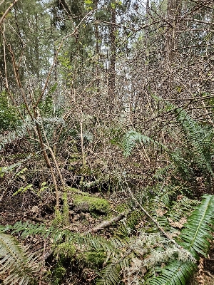  ( - FDS-CA-02197)  @11 [ ] by (2024) Mandy Hackney Fungal Diversity Survey