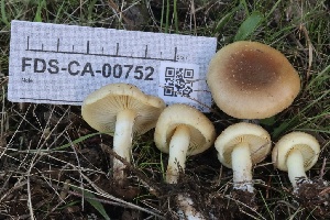  ( - FDS-CA-00752)  @11 [ ] by-nc (2024) Taye Bright Fungal Diversity Survey