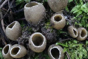  ( - FDS-CA-00766)  @11 [ ] by-nc (2024) Taye Bright Fungal Diversity Survey