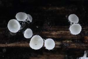  (Lachnum sp. virgineum-PNW01 - FDS-CA-00767)  @11 [ ] by-nc (2024) Taye Bright Fungal Diversity Survey