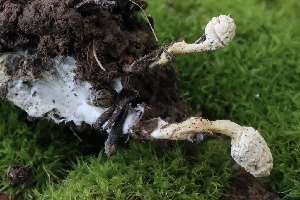  ( - FDS-CA-00799)  @11 [ ] by-nc (2024) Taye Bright Fungal Diversity Survey