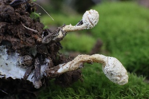  ( - FDS-CA-00799)  @11 [ ] by-nc (2024) Taye Bright Fungal Diversity Survey