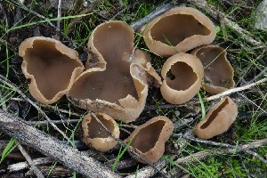  ( - FDS-CA-00755)  @11 [ ] by-nc (2024) Taye Bright Fungal Diversity Survey