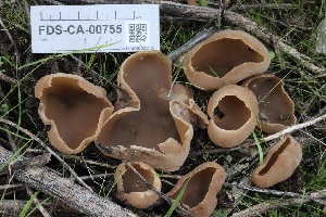  ( - FDS-CA-00755)  @11 [ ] by-nc (2024) Taye Bright Fungal Diversity Survey