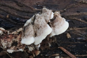  ( - FDS-CA-00758)  @11 [ ] by-nc (2024) Taye Bright Fungal Diversity Survey
