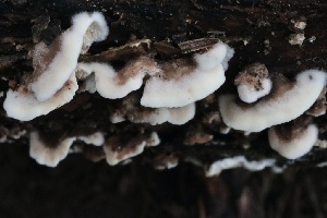  ( - FDS-CA-00758)  @11 [ ] by-nc (2024) Taye Bright Fungal Diversity Survey