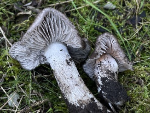  ( - FDS-CA-00322)  @11 [ ] by-nc (2024) Christian Schwarz Fungal Diversity Survey