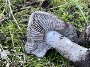  ( - FDS-CA-00322)  @11 [ ] by-nc (2024) Christian Schwarz Fungal Diversity Survey