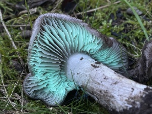  ( - FDS-CA-00322)  @11 [ ] by-nc (2024) Christian Schwarz Fungal Diversity Survey