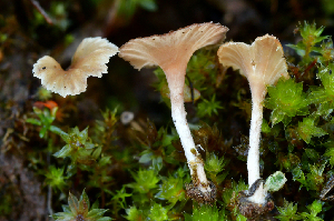  ( - FDS-CA-00321)  @11 [ ] by-nc (2024) Christian Schwarz Fungal Diversity Survey