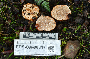  ( - FDS-CA-00317)  @11 [ ] by-nc (2024) Christian Schwarz Fungal Diversity Survey