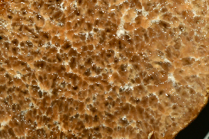  ( - FDS-CA-00317)  @11 [ ] by-nc (2024) Christian Schwarz Fungal Diversity Survey