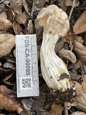  ( - FDS-CA-00595)  @11 [ ] by-nc (2024) Damon Tighe Fungal Diversity Survey