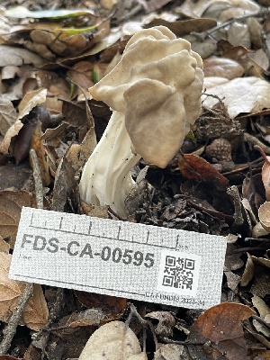  ( - FDS-CA-00595)  @11 [ ] by-nc (2024) Damon Tighe Fungal Diversity Survey