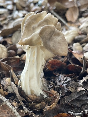  ( - FDS-CA-00595)  @11 [ ] by-nc (2024) Damon Tighe Fungal Diversity Survey
