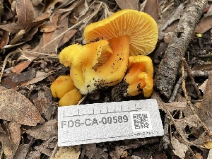  (Hygrocybe sp. CA05 - FDS-CA-00589)  @11 [ ] by-nc (2024) Damon Tighe Fungal Diversity Survey