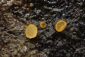  ( - FDS-CA-00588)  @11 [ ] by-nc (2024) Damon Tighe Fungal Diversity Survey