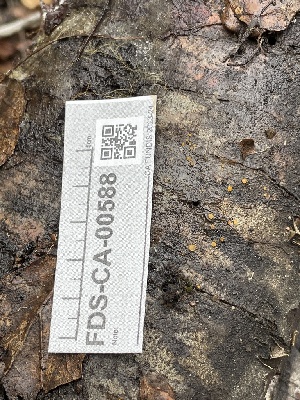  ( - FDS-CA-00588)  @11 [ ] by-nc (2024) Damon Tighe Fungal Diversity Survey