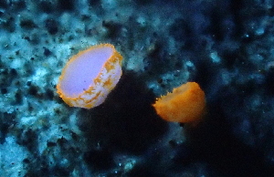  ( - FDS-CA-00588)  @11 [ ] by-nc (2024) Damon Tighe Fungal Diversity Survey