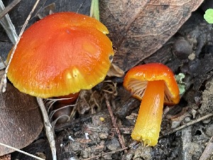  (Hygrocybe sp. ceracea-PNW07 - FDS-CA-05327)  @11 [ ] by-nc (2024) Damon Tighe Fungal Diversity Survey