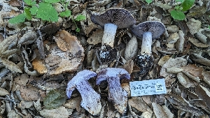  ( - FDS-CA-01742)  @11 [ ] c (2024) Michelle C. Torres-Grant Fungal Diversity Survey