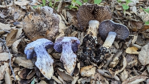  ( - FDS-CA-01742)  @11 [ ] c (2024) Michelle C. Torres-Grant Fungal Diversity Survey