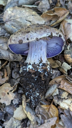  ( - FDS-CA-01742)  @11 [ ] c (2024) Michelle C. Torres-Grant Fungal Diversity Survey