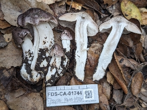  ( - FDS-CA-01744)  @11 [ ] c (2024) Michelle C. Torres-Grant Fungal Diversity Survey