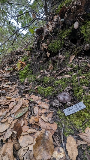  ( - FDS-CA-01744)  @11 [ ] c (2024) Michelle C. Torres-Grant Fungal Diversity Survey