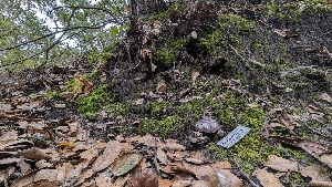  ( - FDS-CA-01744)  @11 [ ] c (2024) Michelle C. Torres-Grant Fungal Diversity Survey