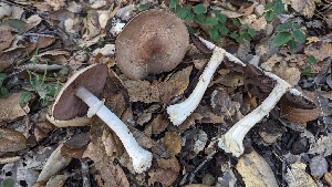  ( - FDS-CA-01745)  @11 [ ] c (2024) Michelle C. Torres-Grant Fungal Diversity Survey