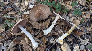  ( - FDS-CA-01745)  @11 [ ] c (2024) Michelle C. Torres-Grant Fungal Diversity Survey