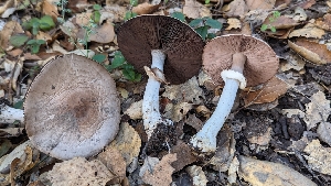  ( - FDS-CA-01745)  @11 [ ] c (2024) Michelle C. Torres-Grant Fungal Diversity Survey
