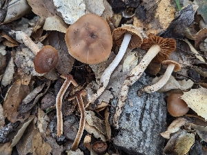  ( - FDS-CA-01746)  @11 [ ] c (2024) Michelle C. Torres-Grant Fungal Diversity Survey