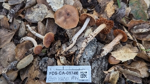  ( - FDS-CA-01746)  @11 [ ] c (2024) Michelle C. Torres-Grant Fungal Diversity Survey