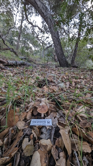  ( - FDS-CA-01746)  @11 [ ] c (2024) Michelle C. Torres-Grant Fungal Diversity Survey