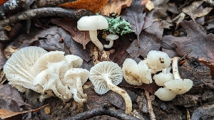  ( - FDS-CA-01751)  @11 [ ] c (2024) Michelle C. Torres-Grant Fungal Diversity Survey