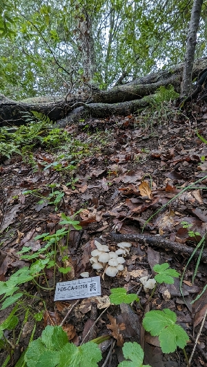  ( - FDS-CA-01751)  @11 [ ] c (2024) Michelle C. Torres-Grant Fungal Diversity Survey