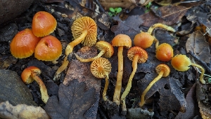  ( - FDS-CA-01753)  @11 [ ] c (2024) Michelle C. Torres-Grant Fungal Diversity Survey