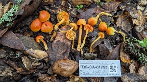  ( - FDS-CA-01753)  @11 [ ] c (2024) Michelle C. Torres-Grant Fungal Diversity Survey