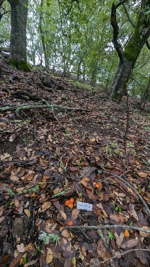  ( - FDS-CA-01753)  @11 [ ] c (2024) Michelle C. Torres-Grant Fungal Diversity Survey