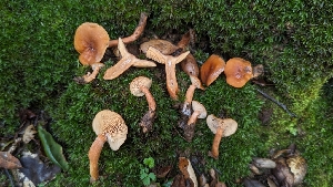  ( - FDS-CA-01755)  @11 [ ] c (2024) Michelle C. Torres-Grant Fungal Diversity Survey