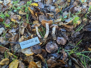  ( - FDS-CA-01371)  @11 [ ] by-nc (2024) Stu Pickell Fungal Diversity Survey