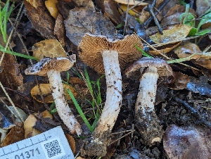  ( - FDS-CA-01371)  @11 [ ] by-nc (2024) Stu Pickell Fungal Diversity Survey