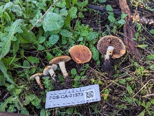  ( - FDS-CA-01373)  @11 [ ] by-nc (2024) Stu Pickell Fungal Diversity Survey