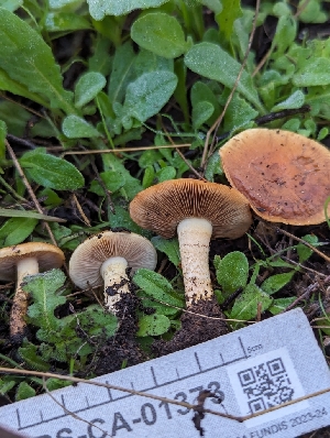  ( - FDS-CA-01373)  @11 [ ] by-nc (2024) Stu Pickell Fungal Diversity Survey