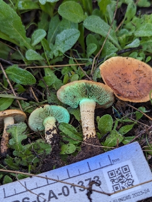 ( - FDS-CA-01373)  @11 [ ] by-nc (2024) Stu Pickell Fungal Diversity Survey