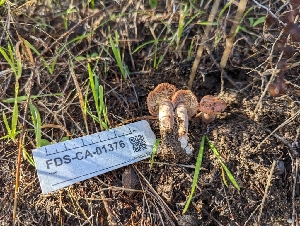  ( - FDS-CA-01376)  @11 [ ] by-nc (2024) Stu Pickell Fungal Diversity Survey