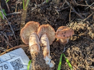  ( - FDS-CA-01376)  @11 [ ] by-nc (2024) Stu Pickell Fungal Diversity Survey